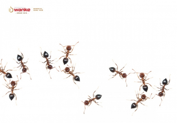  Invasão de formigas na sua casa? Conheça dicas de inseticidas naturais!
